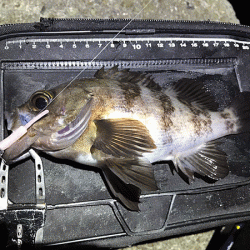 姫路メバリング(2019-8)