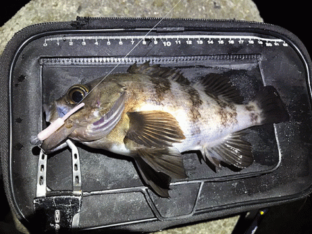 姫路メバリング(2019-8)