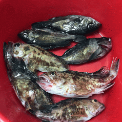 姫路メバリング(2018-9)