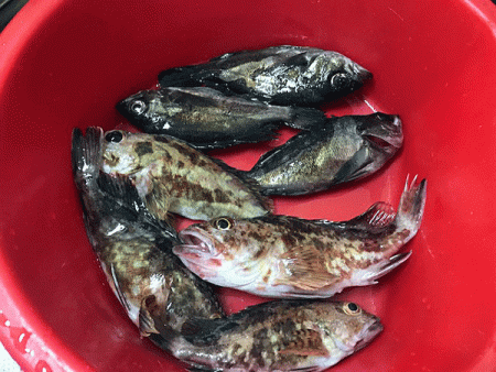 姫路メバリング(2018-9)