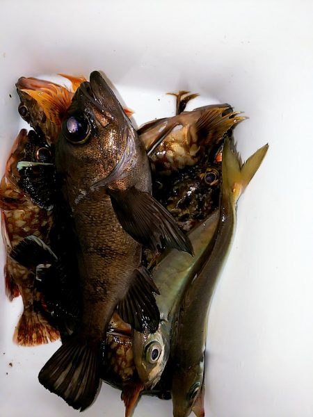 北風に吹かれて･･･