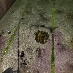 久しぶりのアオリイカ、