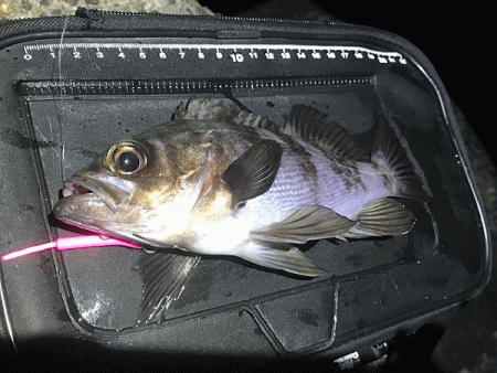 姫路メバリング(2019-10)