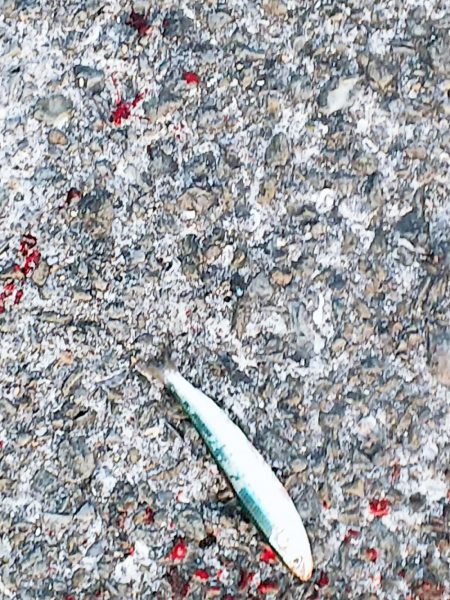 魚へんに春で・・・