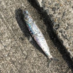 イワシだけ・・・