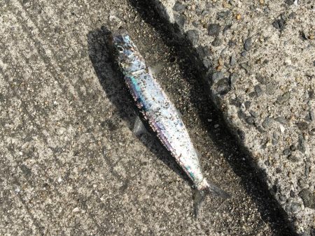 イワシだけ・・・