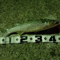 シーバスを求めて