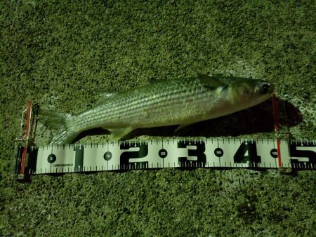 シーバスを求めて