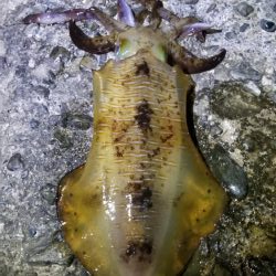 大物アオリイカ