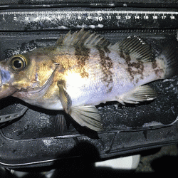 姫路メバリング(2019-11)