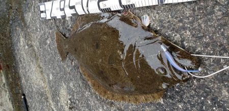 まさかのヒラメ