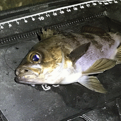 姫路メバリング(2019-12)