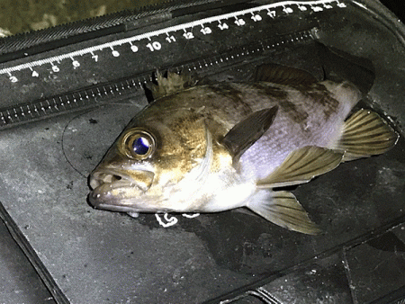 姫路メバリング(2019-12)