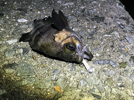 姫路メバリング(2019-13)