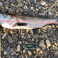 シーバスゲット