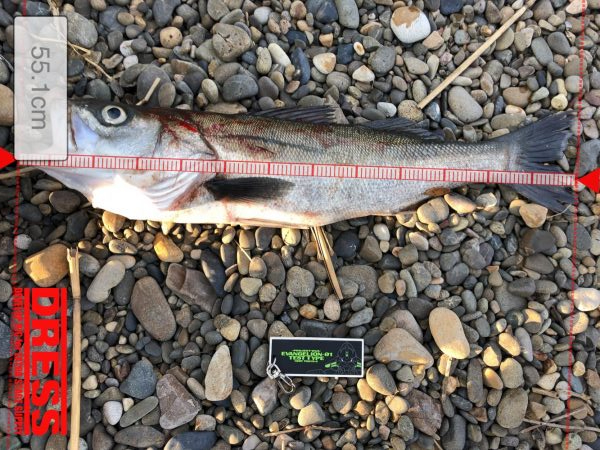 シーバスゲット