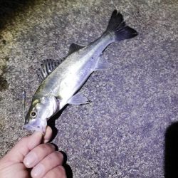 コウイカ、カマス、シーバスなど