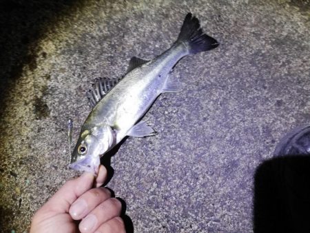 コウイカ、カマス、シーバスなど