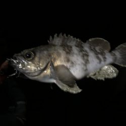 夜釣り