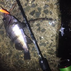 雨でもメバルプラグ縛り