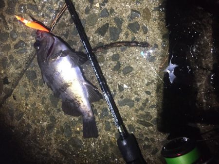 雨でもメバルプラグ縛り