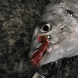 武庫川河口でチニング!