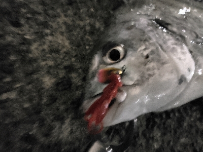 武庫川河口でチニング!