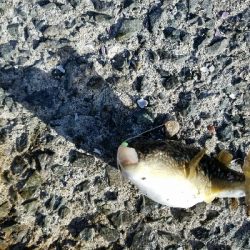 ガシラ釣り ~小さいのが多い~