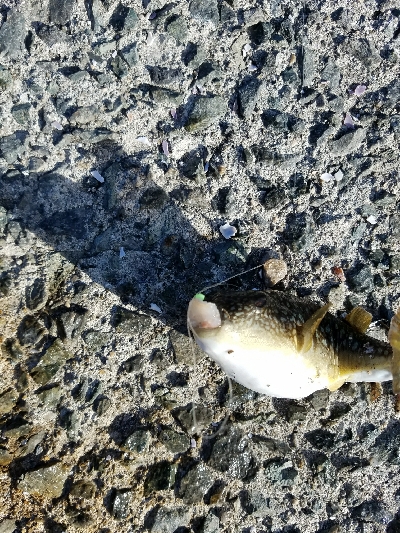 ガシラ釣り　～小さいのが多い～