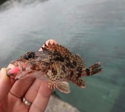 自己新記録の春アオリイカ!