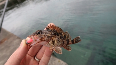 自己新記録の春アオリイカ！