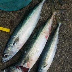 イワシ釣り ~サバ、37.5センチ~