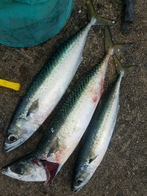 イワシ釣り ~サバ、37.5センチ~