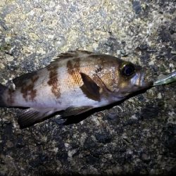 急激な気候変化