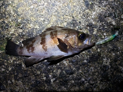 急激な気候変化