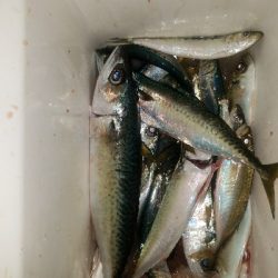 サバ釣り ~夕方に時合~