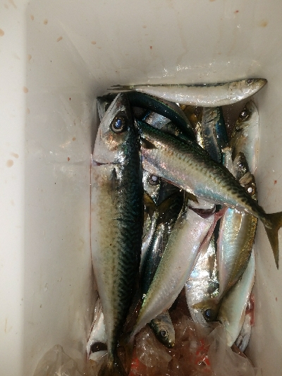 サバ釣り ~夕方に時合~