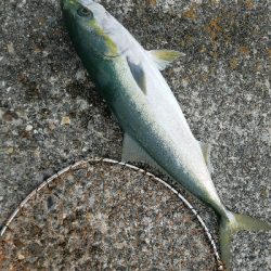 ヒラメ釣り ~メジロ、66センチ~