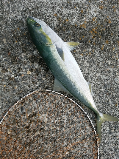 ヒラメ釣り ~メジロ、66センチ~