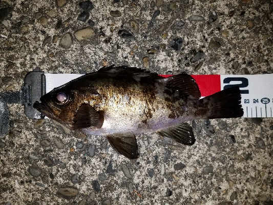 アジング&メバリング