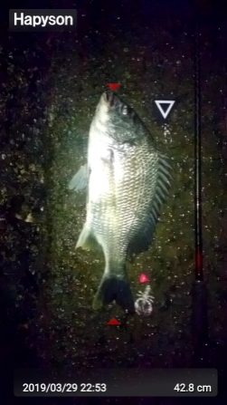 太田川放水路チニング