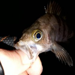 オーマイガーッ！