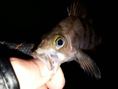 オーマイガーッ！