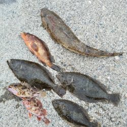 ヒラメ釣り ~マゴチ、59センチ~