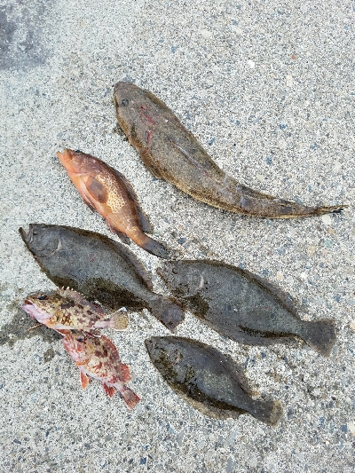 ヒラメ釣り ~マゴチ、59センチ~