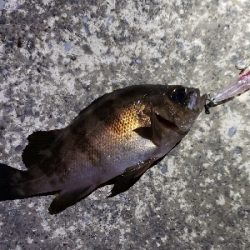 久々にアジを…