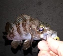 淡路島での用事を済ませて後・・・