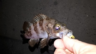 淡路島での用事を済ませて後・・・