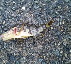 メバルさがし①