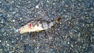 メバルさがし①